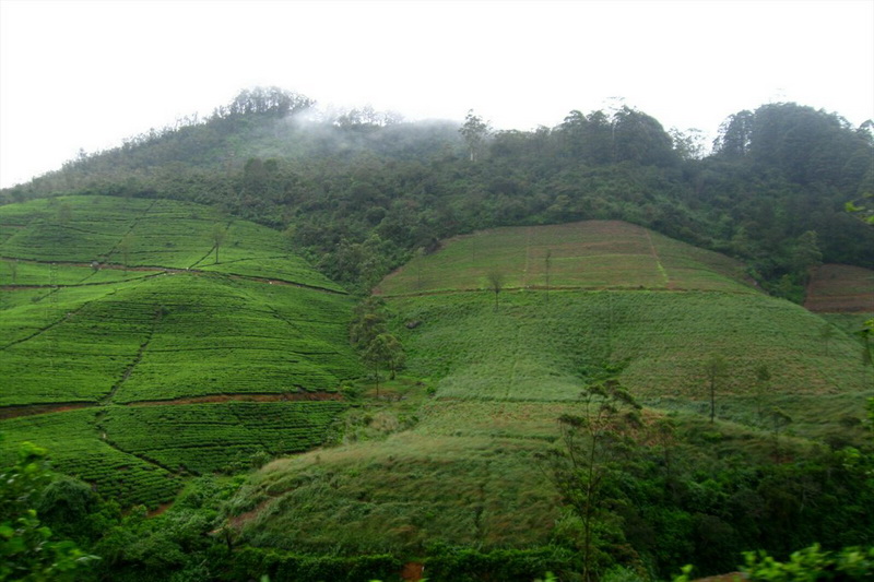Sri Lanka, Tea plantations